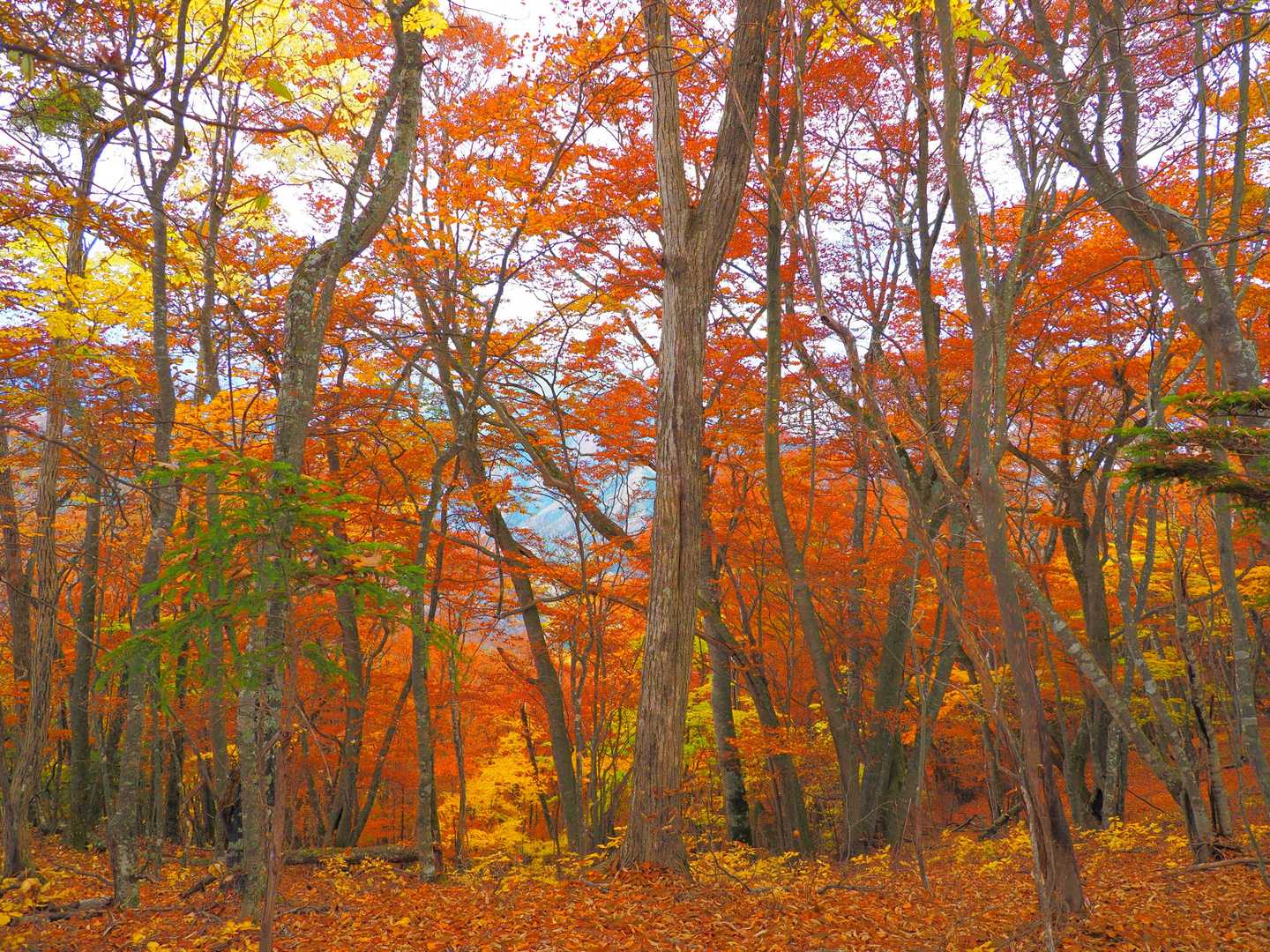 深山橋バス停-ヌカザス山-入小沢ノ峰-三頭山-ムシカリ峠 縦走コースの写真