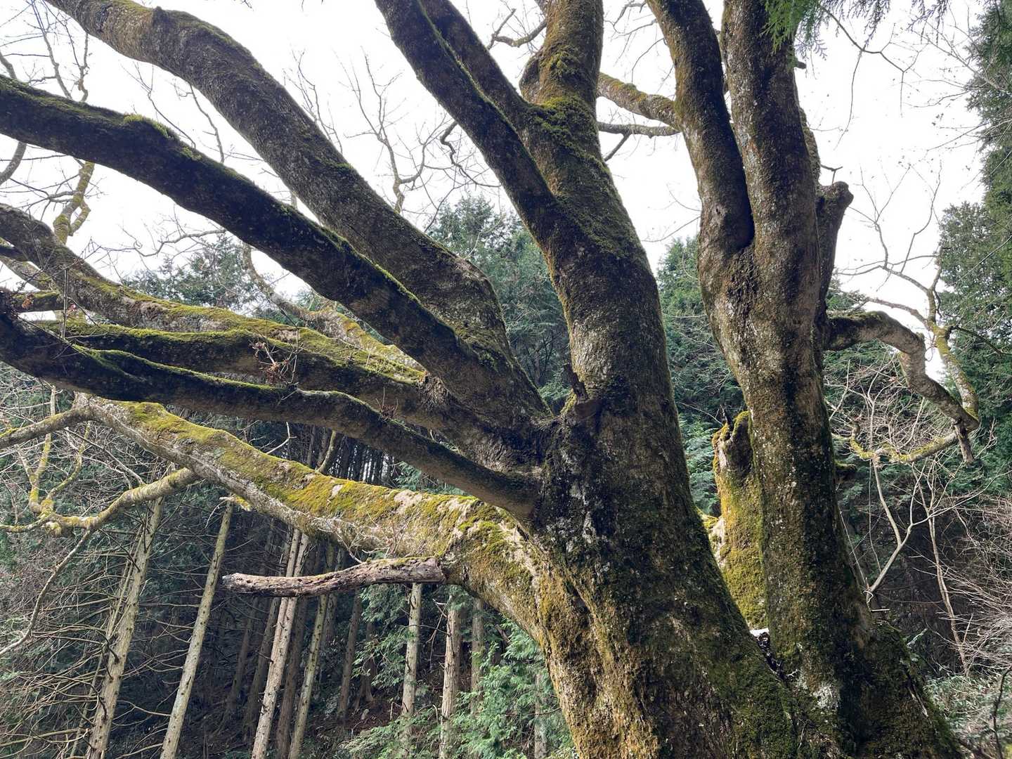なんとゆう生命力‼️