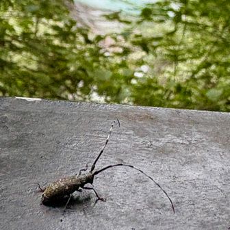 七ツ釜五段の滝をバックにチビカミキリムシ