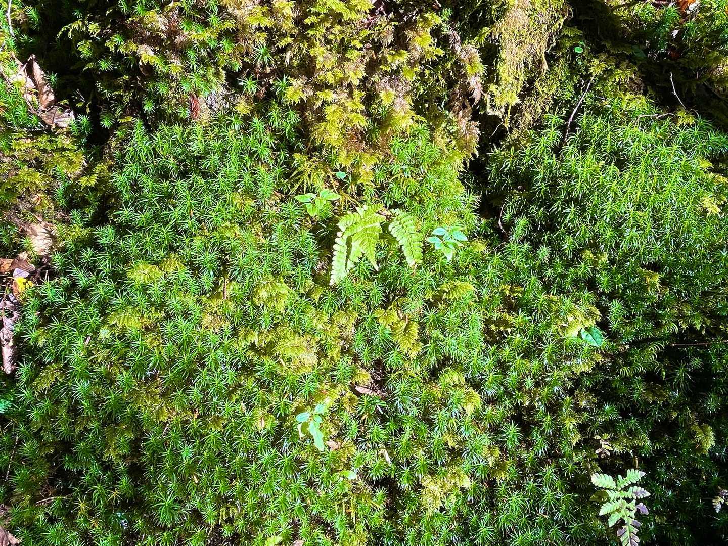 苔の絨毯