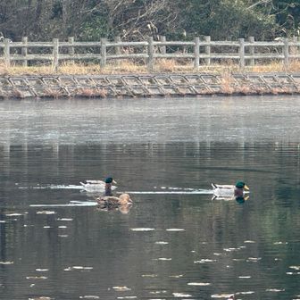 氷が貼っていないところを鴨が泳いでいる　ビジターセンターでランチ