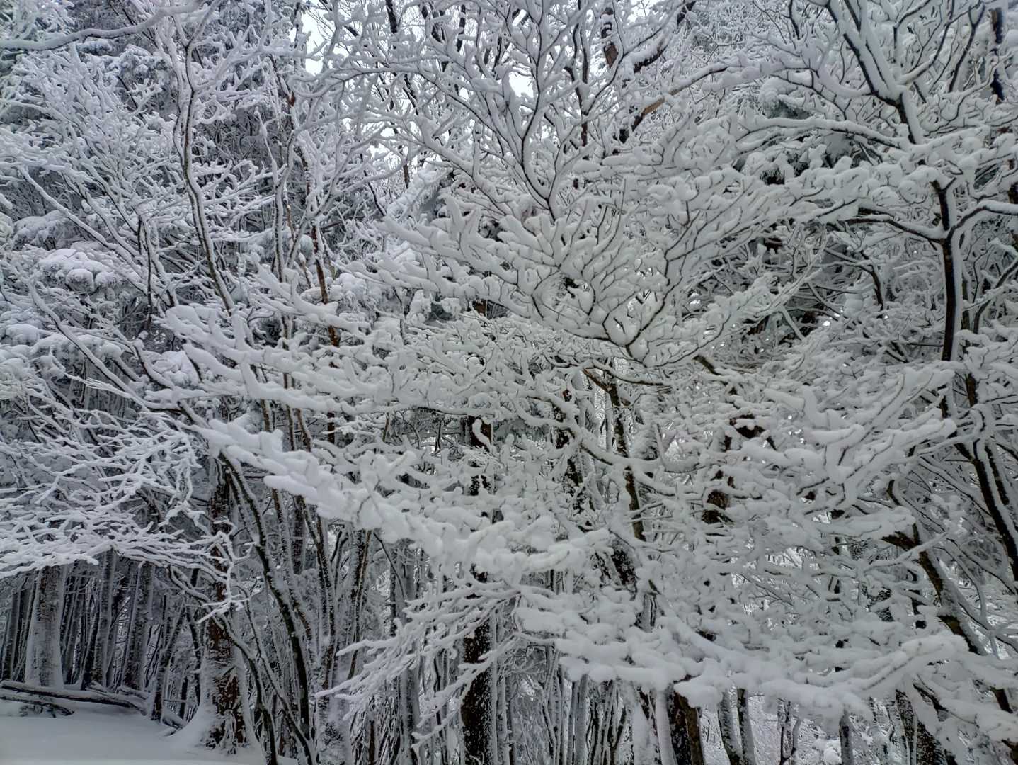 樹氷びっしり