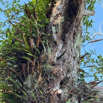 沢山のラン科の植物が着生してます。
