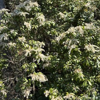 アセビいっぱい🥰