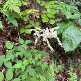 ヤマブキショウマ。