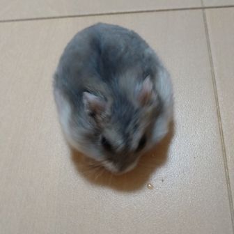 もっちー