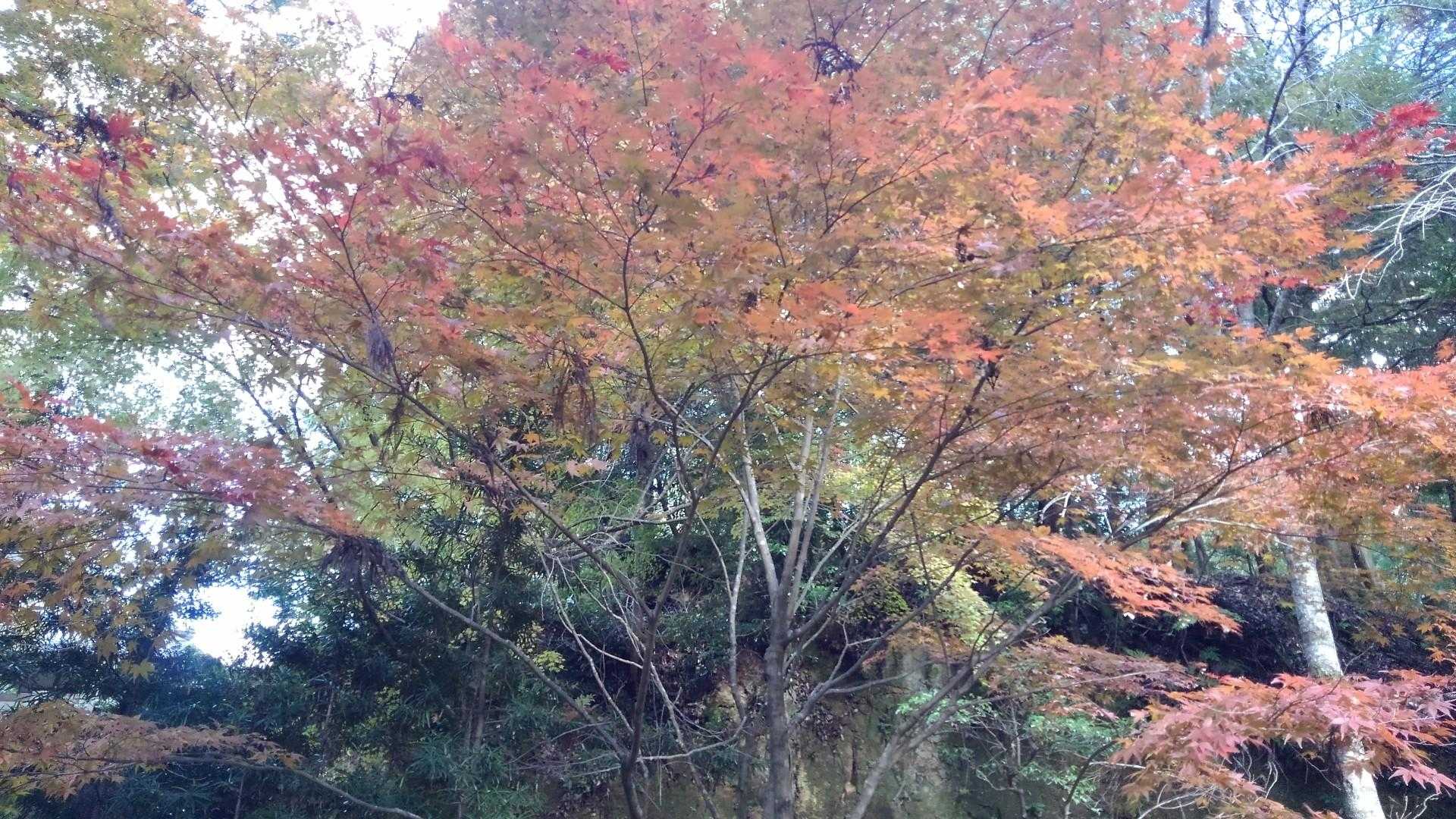 西坂登山口 往復コースの写真
