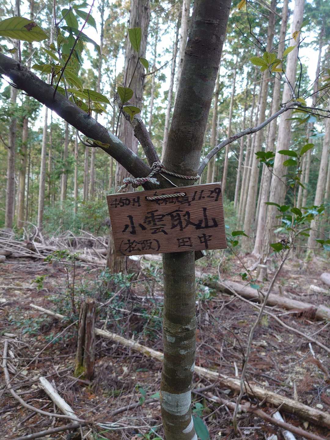 少しだけコースを逸れて小雲取山のピークへ。
地形図の破線に沿って進んだところ、上りは「ちょっと荒れてるなー」程度だったけど、下りは急斜面＆胸あたりまでシダが茂っていてエラい目に遭いました…