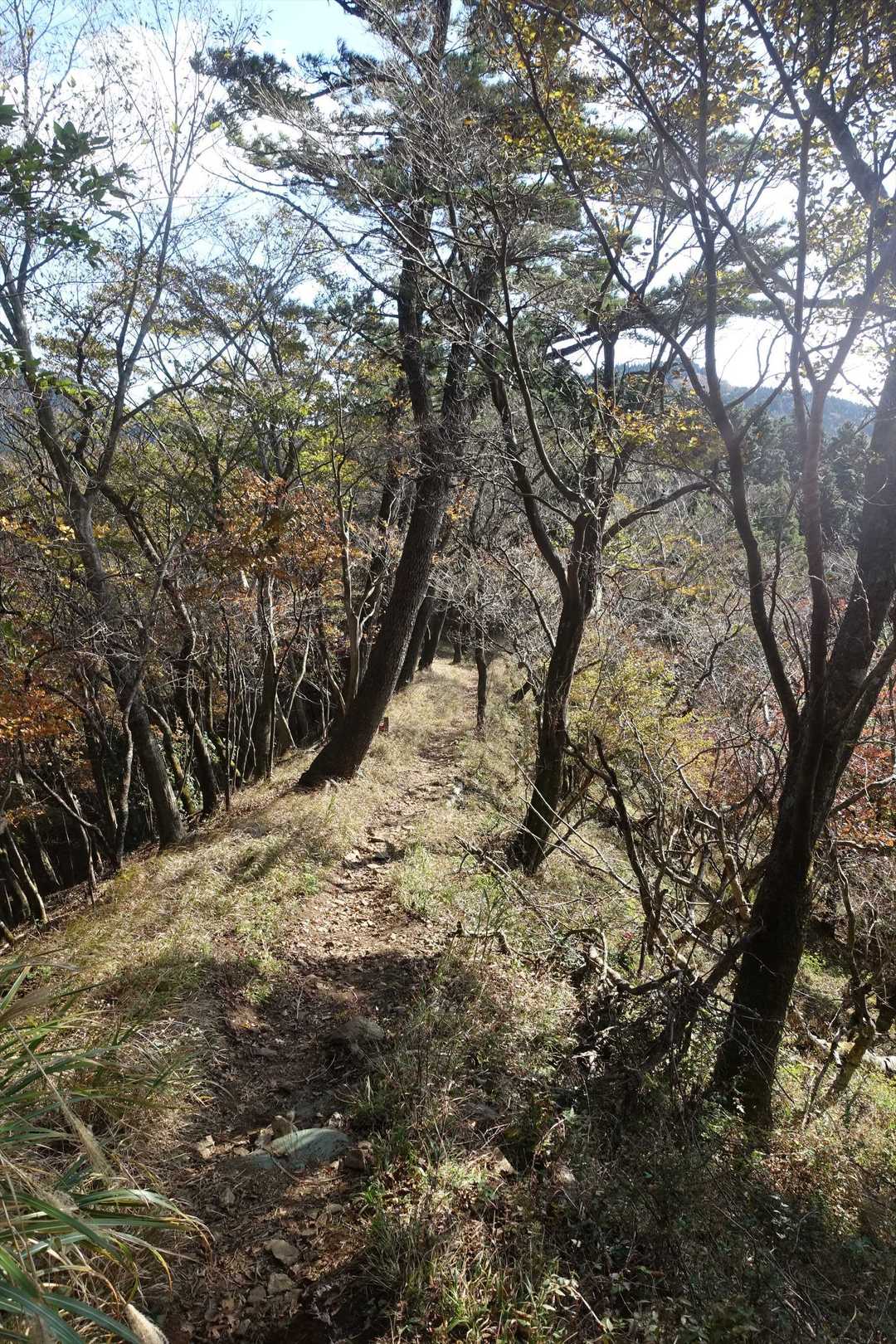 ヤビツ峠-岳ノ台-菩提峠-三ノ塔 周回コースの写真