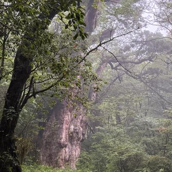 翌朝の縄文杉