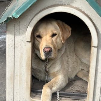 山荘の看板犬、お見送りは無しでした。