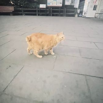 野良