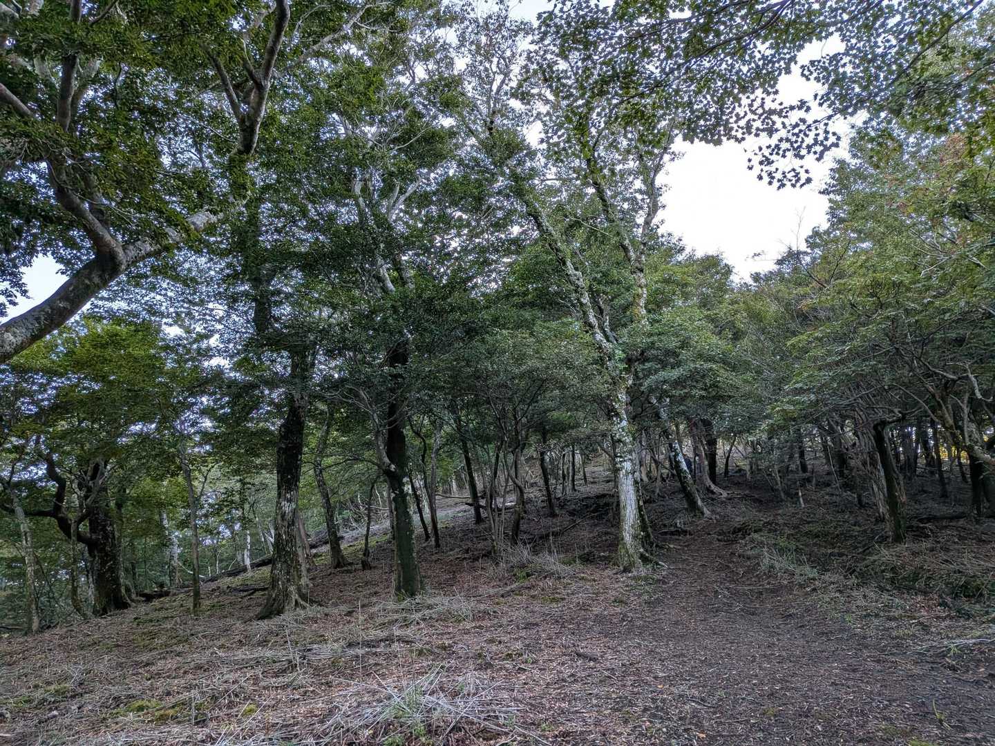 いい雰囲気の登山道