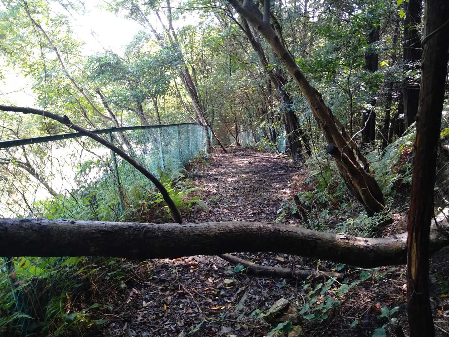 荒れてるけど舗装路