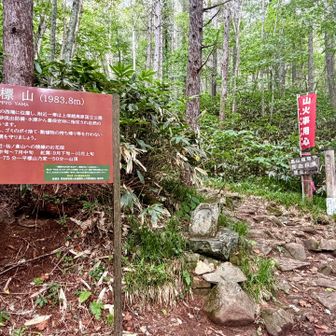 ここまで降りるとあとはほぼ林道(でも長い)