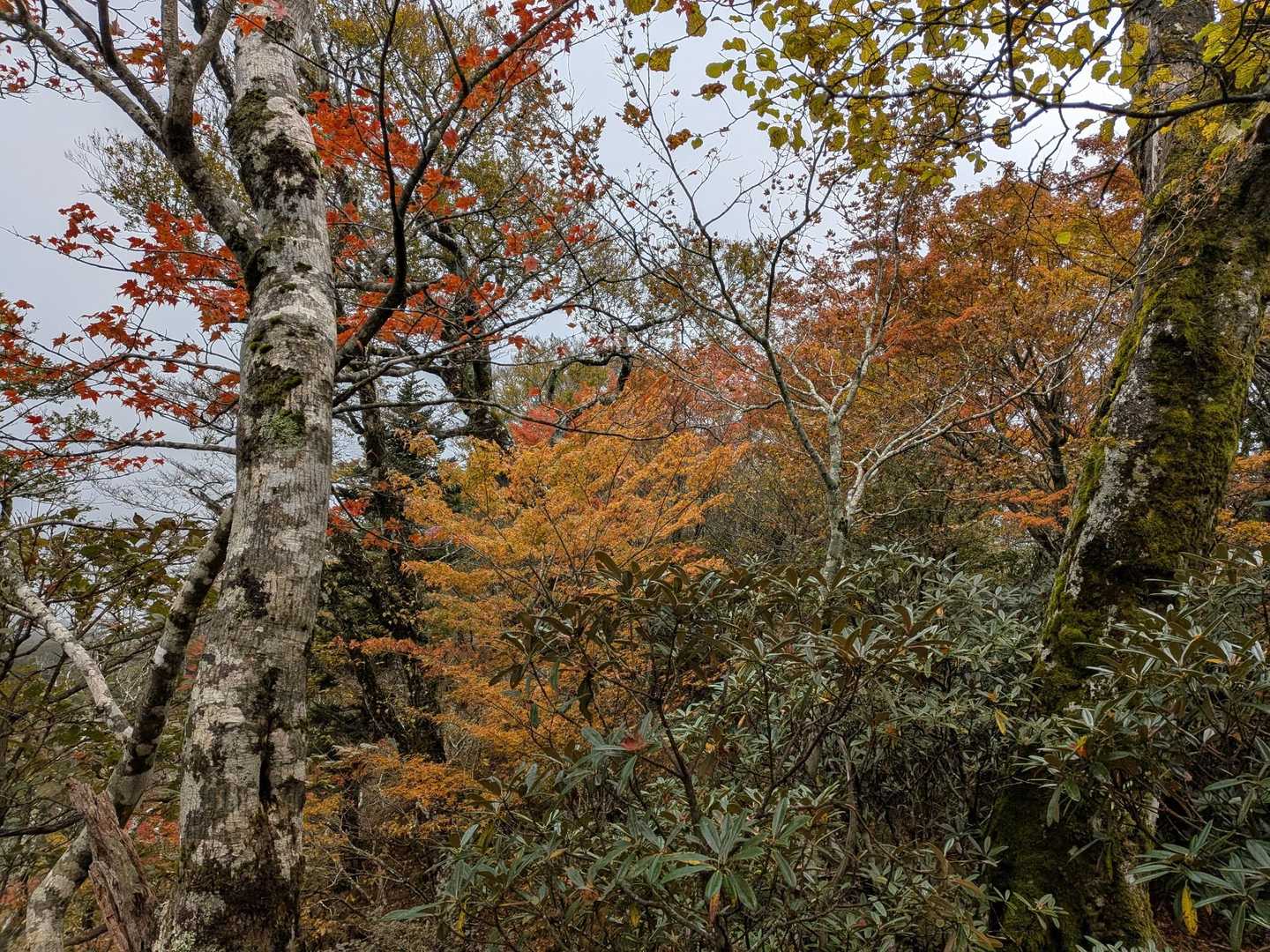 上福根山登山口-烏ヶ原山-上福根山 往復コースの写真