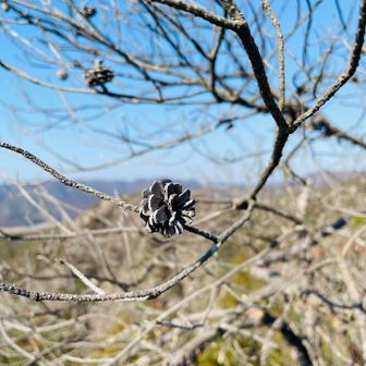 松ぼっくりみつけた