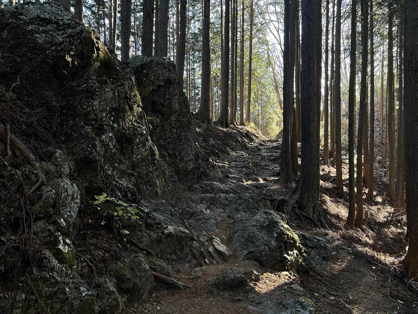 空気が凛として元旦の雰囲気がする道