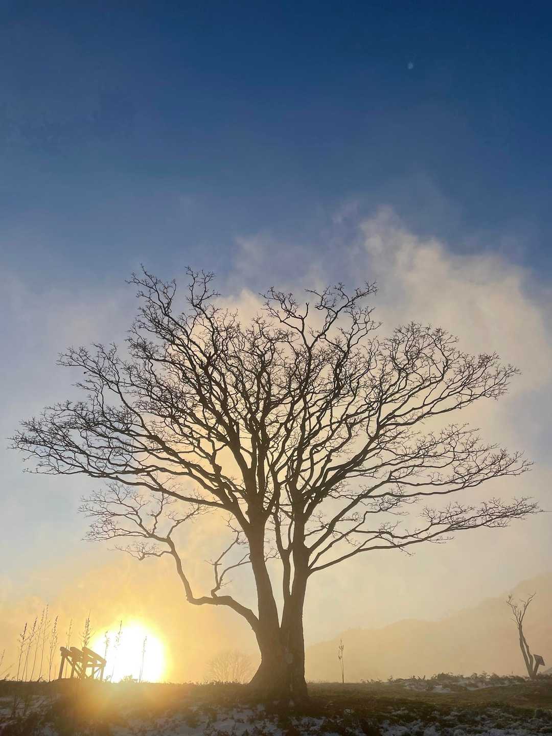 大好きな木に到着に合わせて、太陽と青空がお出迎え✨