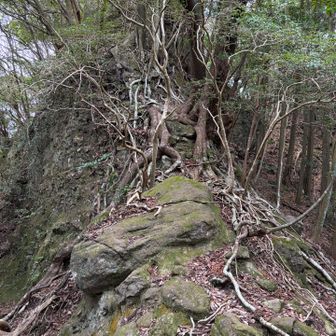 いきなり始まり岩登り
ここは登らず右に巻く