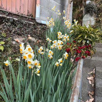 きれいに咲いております