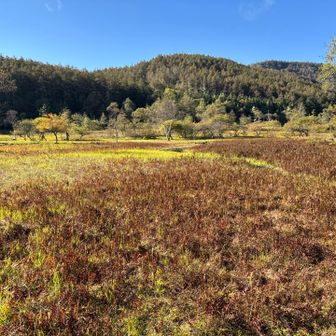 これが草紅葉なのかなあ