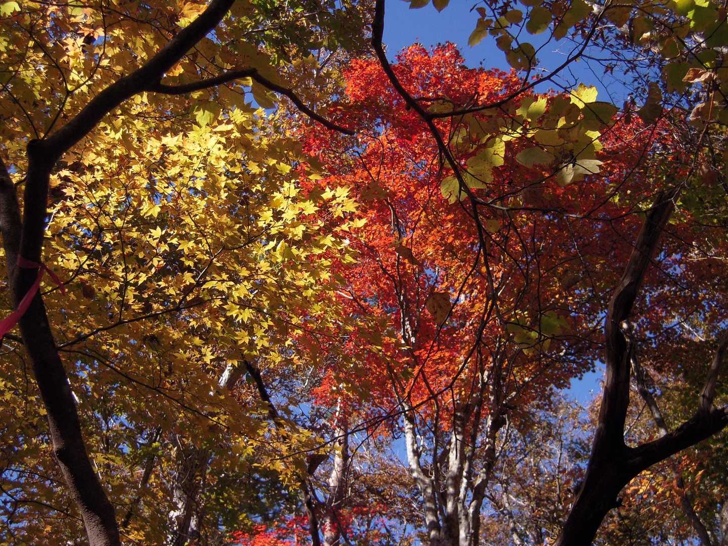 鶯宿峠-滝戸山登山口-滝戸山-名所山-黒坂峠-春日山 周回コースの写真