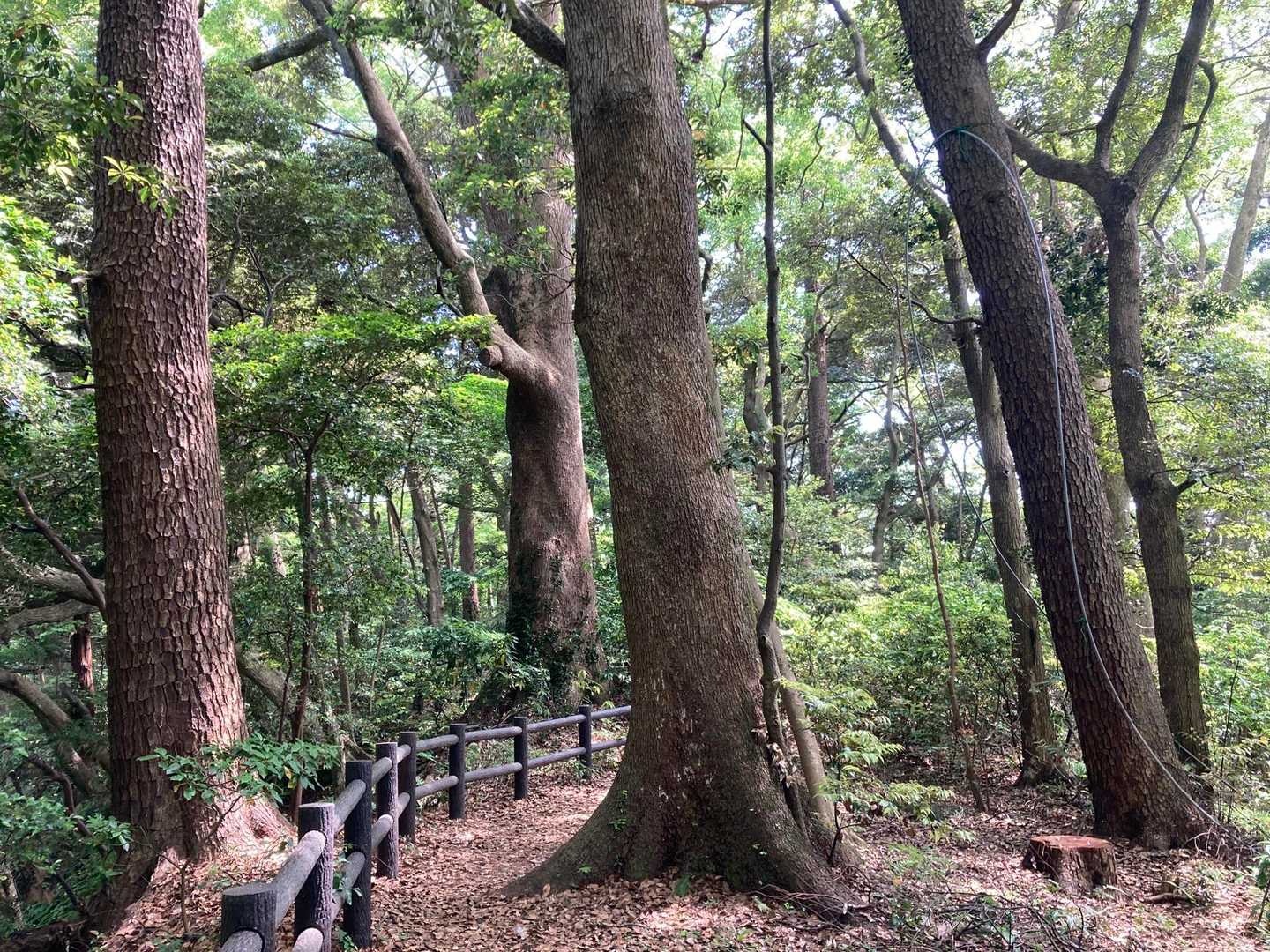 楠とか松とか常緑の樹齢数百年の巨木の森にびっくり
こんな森、関東近辺じゃ少ないよね