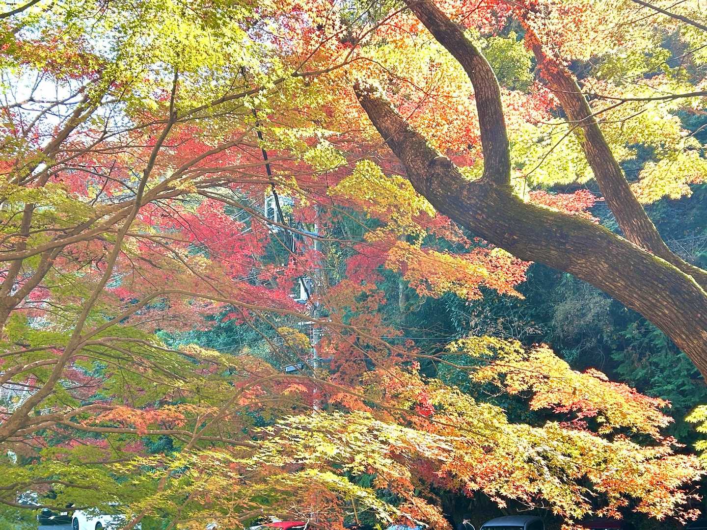 広島市街と瀬戸内海の絶景を楽しむ宗箇山の写真