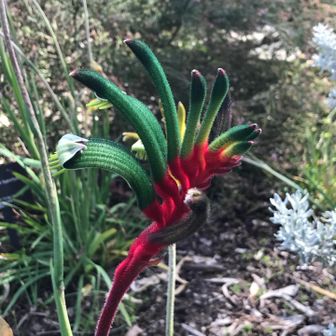 心強い女郎蜘蛛