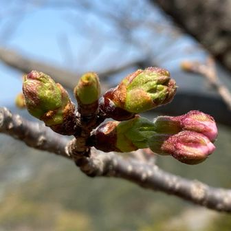 山頂の桜🌸はまだまだ。来週末が見頃かな？