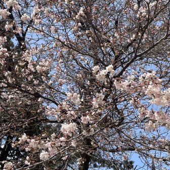 駐車場は、満開一歩手前。