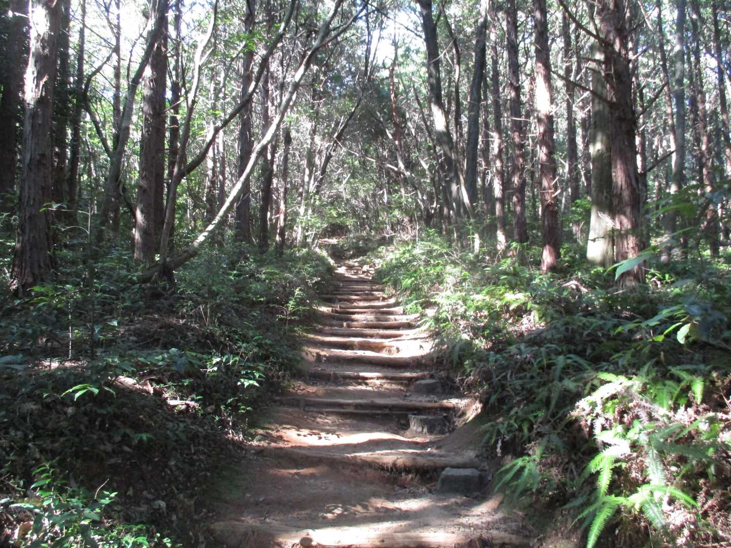 本宮山表参道ルートの写真