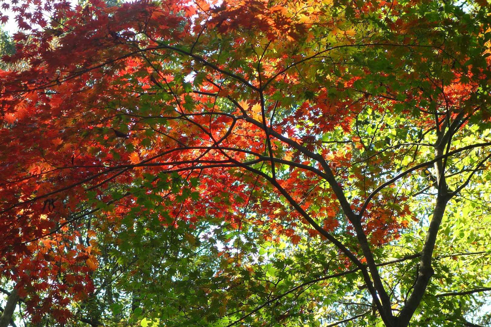 二本松山 周回コースの写真