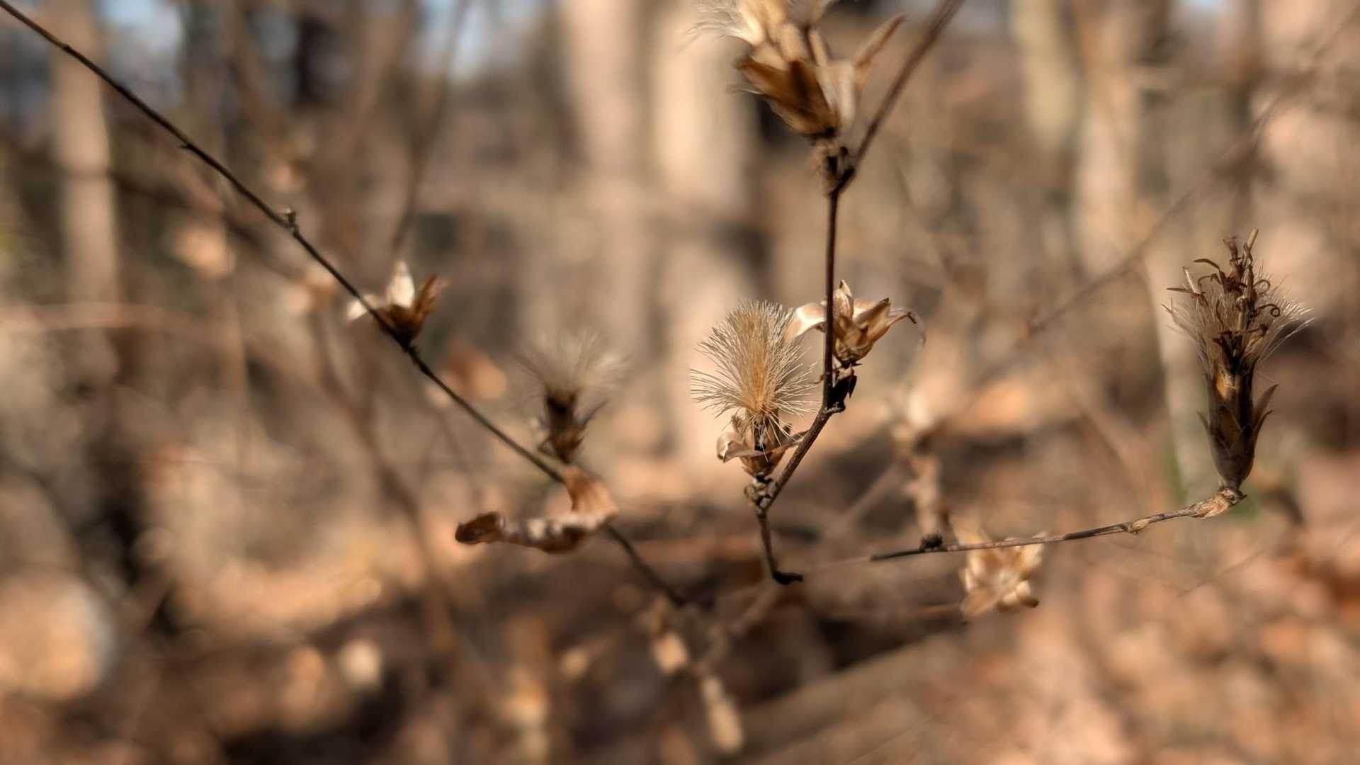 枯れ草だったけれど
お花が咲いているみたい