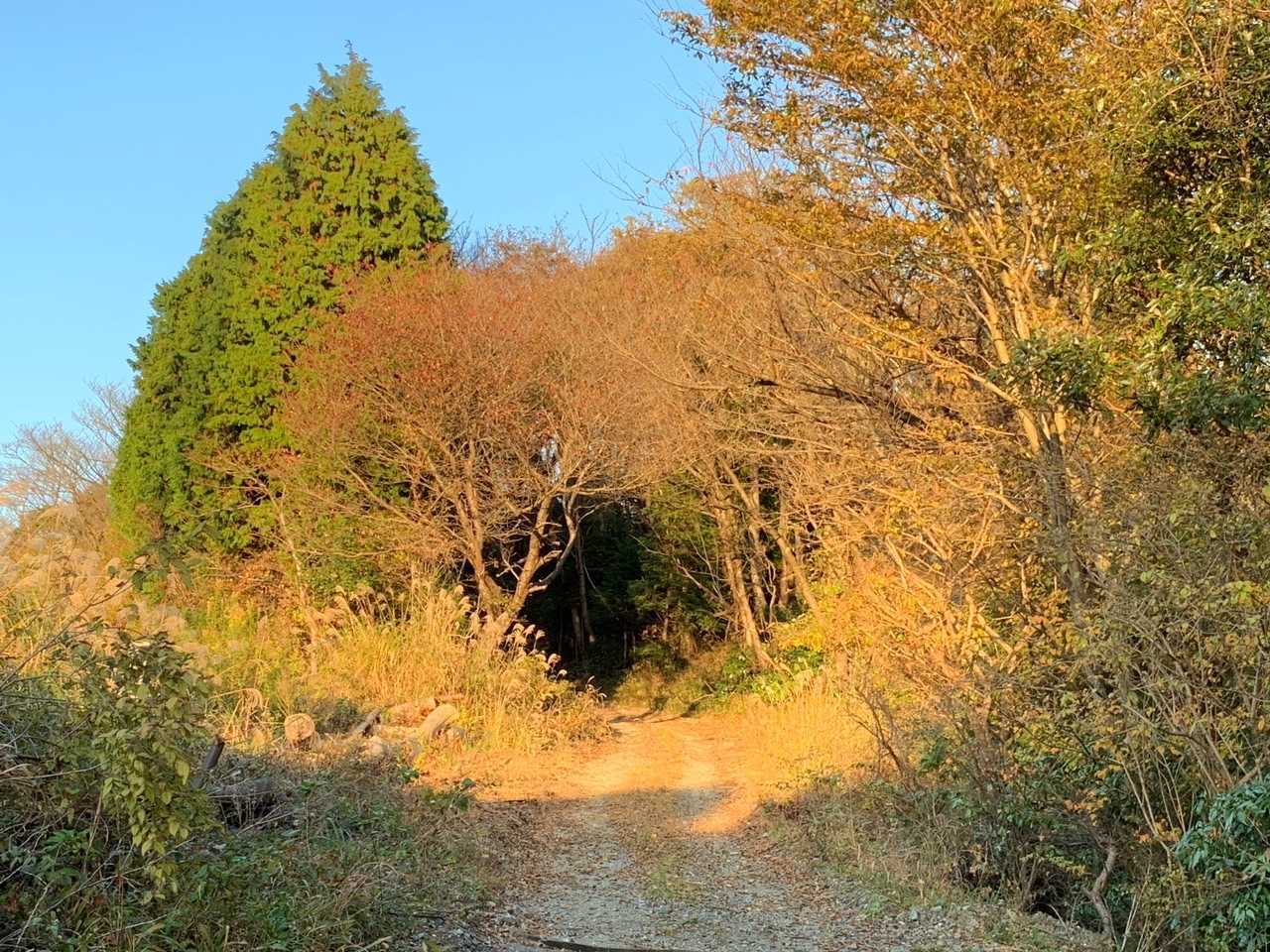 日差しを受けて紅葉のトンネルのようです
