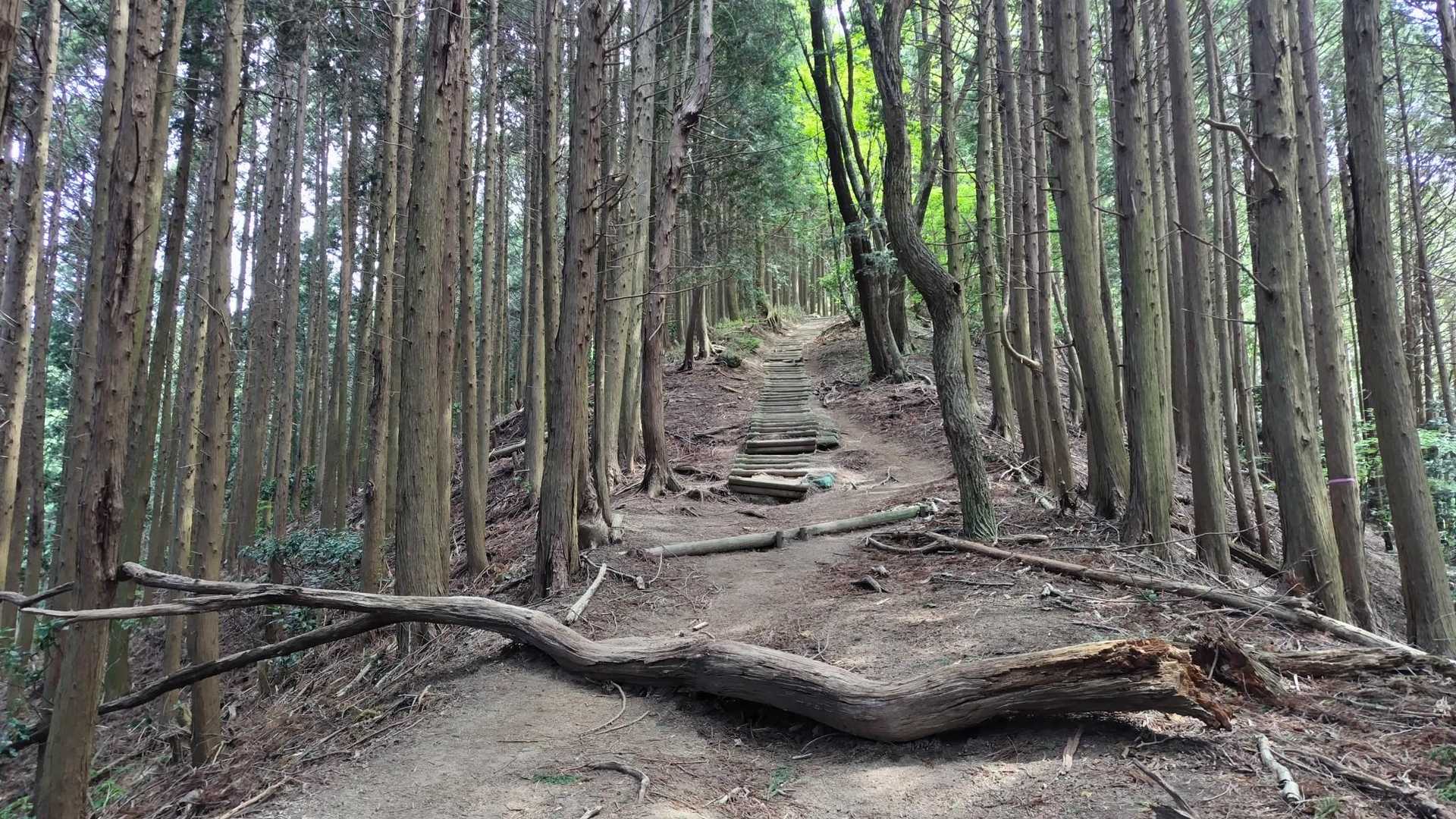 天狗谷コース、登れ登れ坂。