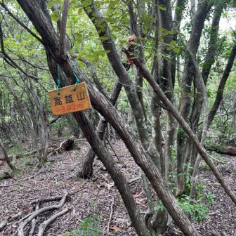 ほどなく山頂到着　眺望なし