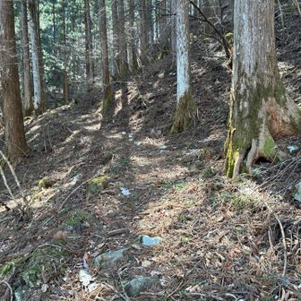 写真撮る時には逃げられましたが、ヤマドリかキジが3羽くらいいた