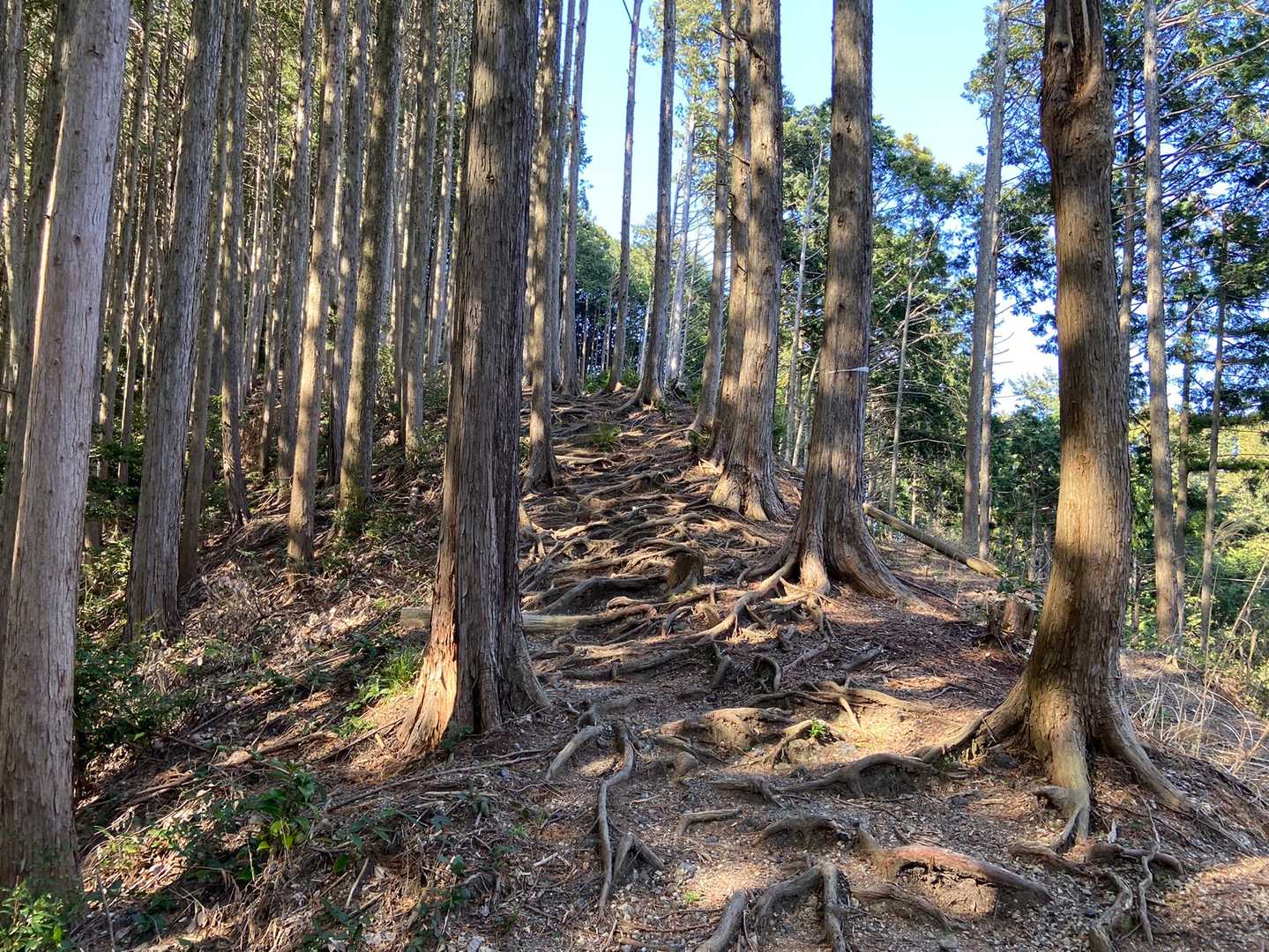 安倍城址 往復コースの写真