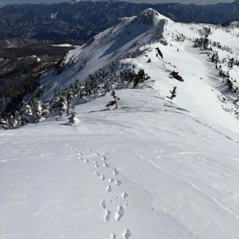 オグナほたかスキー場方面からも来れるみたいですが、トレースは無し…いや、🦌🐾さんが来てたか😂