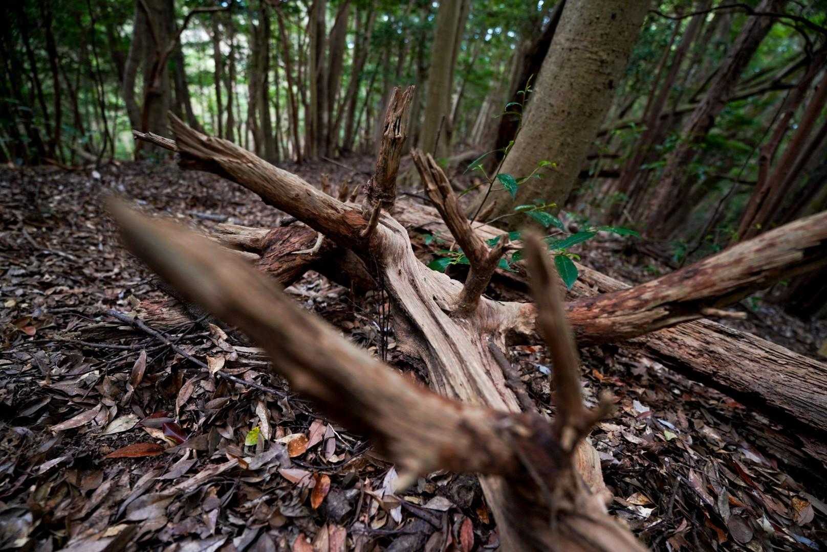 この木、綺麗に皮が剥げて流木みたいになってる