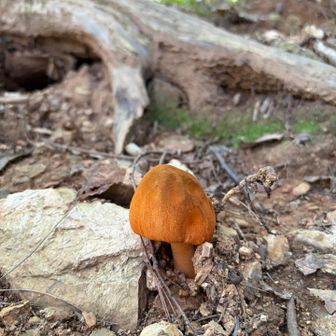 こんな硬そうな地面から、よく生えてきたなと感心します🍄