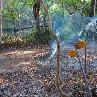 下山しました。こっちの道も歩きやすいです。