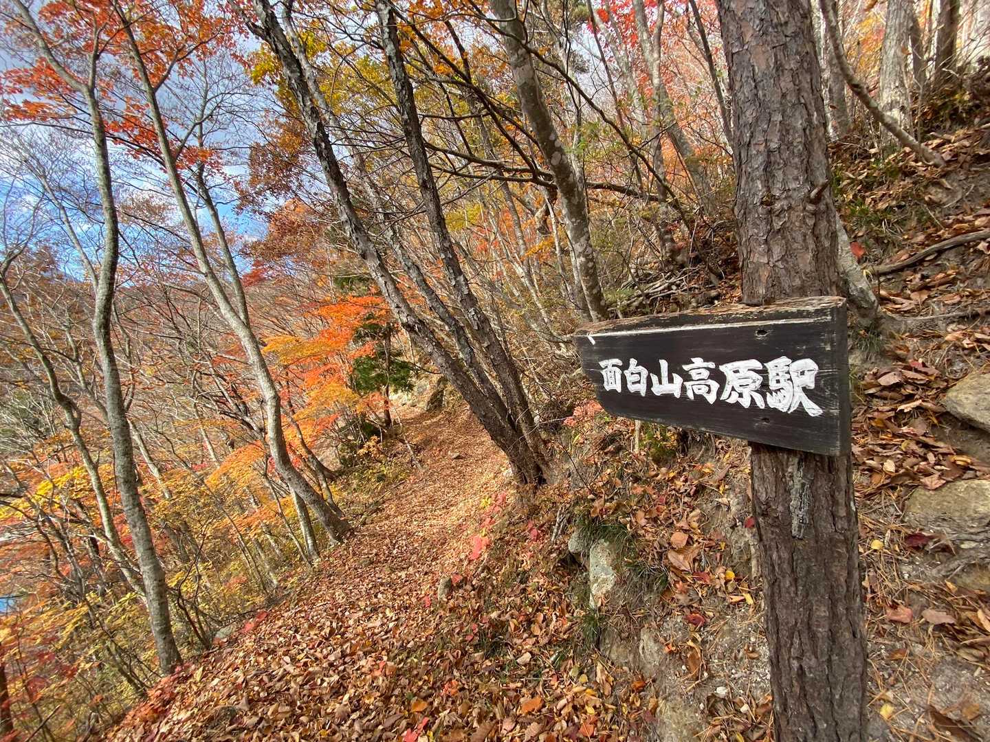 終盤　転げ落ちるような激下り
ようやく緩やかな登山道だ