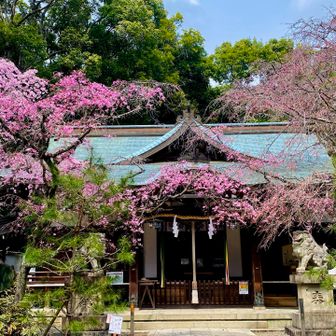 やった〜🎉保久良神社⛩️ 桜🌸満開❣️