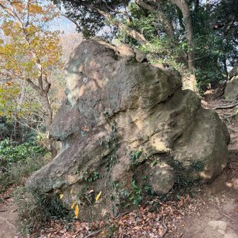 ヤドカリ🐚の貝殻みたい‼️