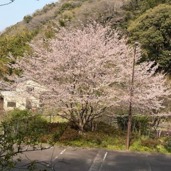 林叟院さんの駐車場の桜🌸