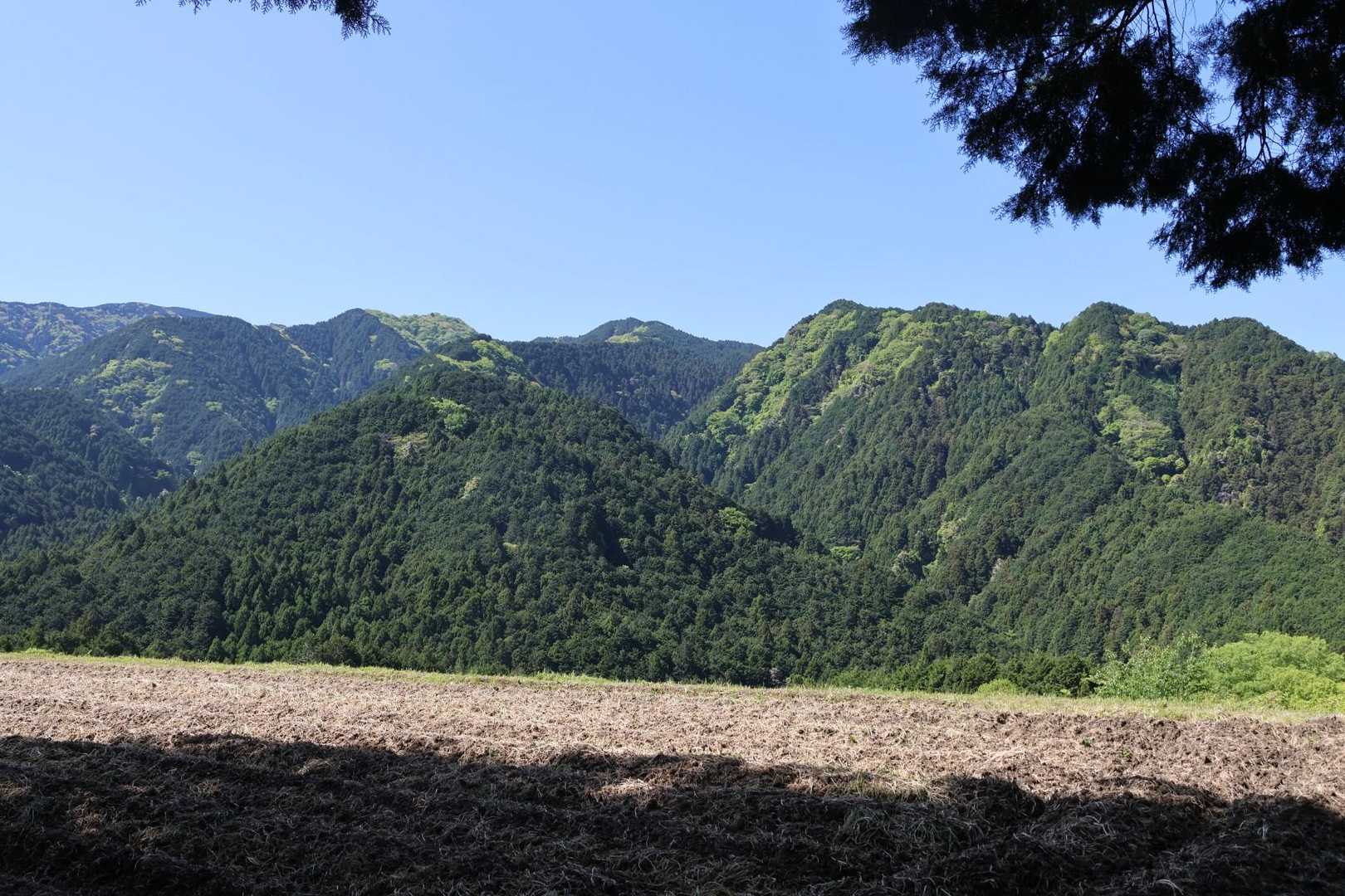 田んぼの向こうに金剛山🏔️