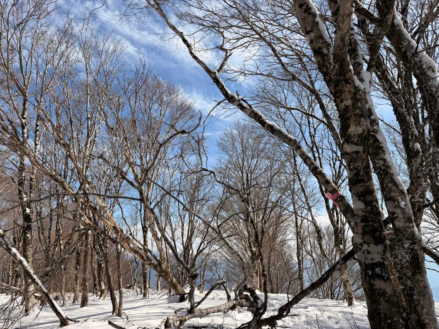積雪そこそこあります